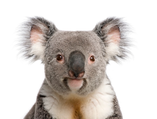 Retrato de oso koala macho, phascolarctos cinereus, sobre un blanco aislado