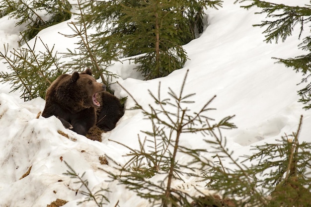 Retrato de oso en la nieve.