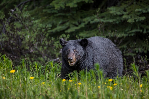 Foto retrato de un oso de pie en la hierba