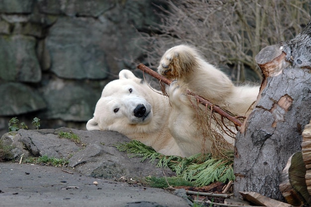 Retrato de un oso polar acostado en una roca en el zoológico
