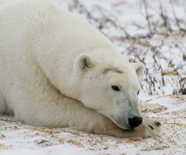 Retrato de un oso polar. De cerca. Canadá.