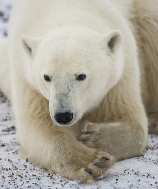 Retrato de un oso polar. De cerca. Canadá.