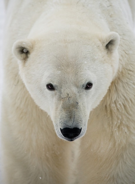 Retrato de un oso polar. De cerca. Canadá.