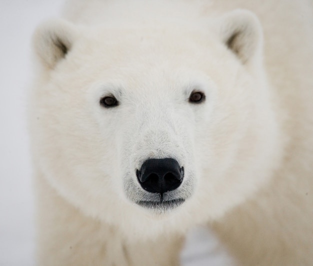 Retrato de un oso polar en el invierno