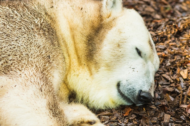 Retrato de oso polar tirado en el suelo