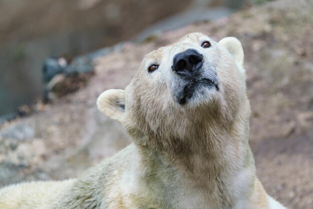 Retrato de oso polar