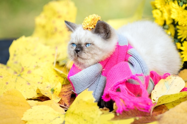 Retrato otoñal del pequeño gatito con bufanda de punto gris rosa Gato caminando al aire libre sobre hojas caídas en un jardín