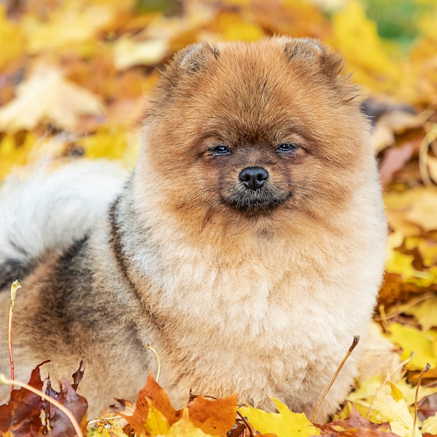 Retrato de otoño de un joven perro Pomerania Spitz sobre la hierba en hojas amarillas caídas.
