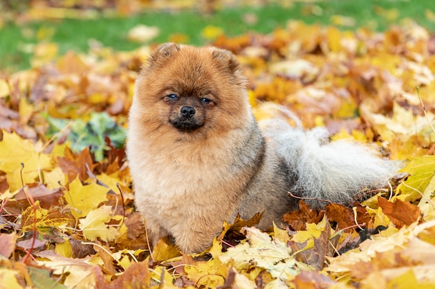 Retrato de otoño de un joven perro Pomerania Spitz sobre la hierba en hojas amarillas caídas.