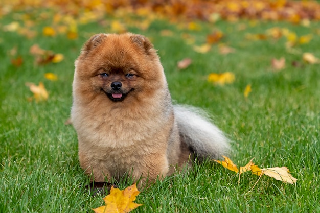 Retrato de otoño de un joven perro Pomerania Spitz sobre la hierba en hojas amarillas caídas.