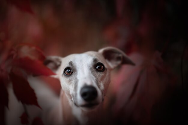 Retrato de otoño de Whippet