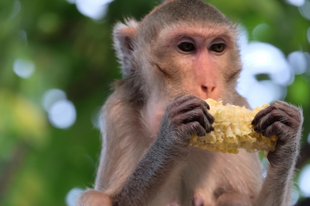 Foto retrato de una oveja comiendo comida