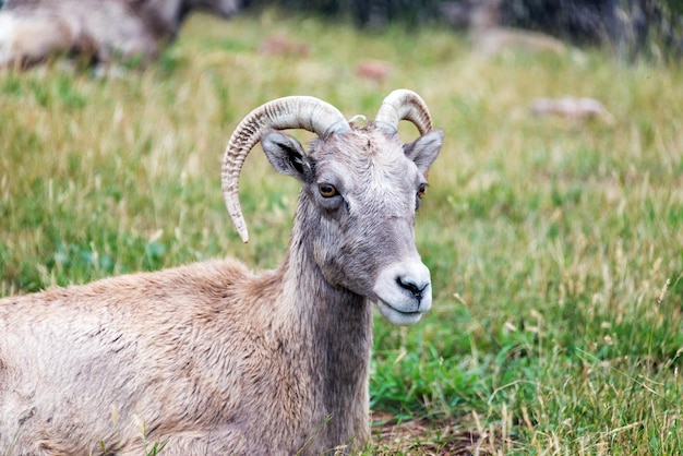 Retrato de una oveja de cuernos grandes en el campo