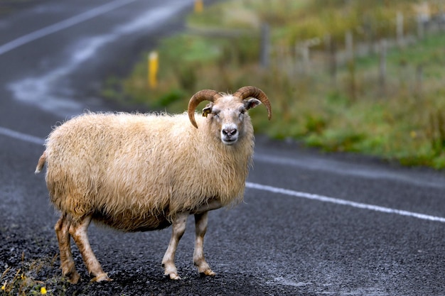 Retrato de una oveja de pie en el camino