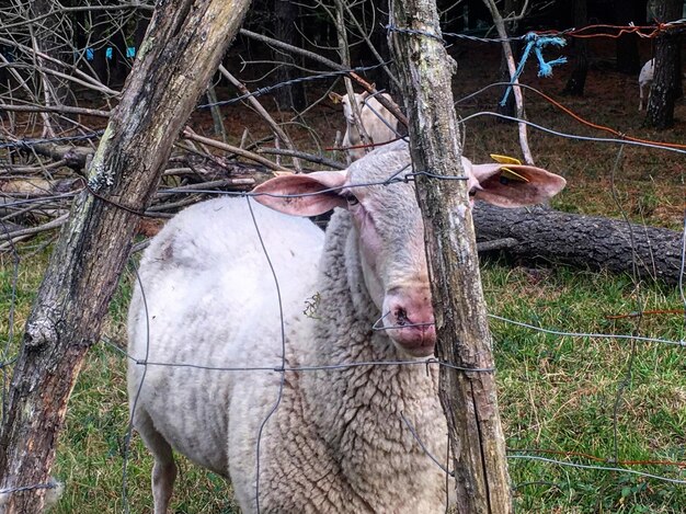 Retrato de una oveja de pie en el campo