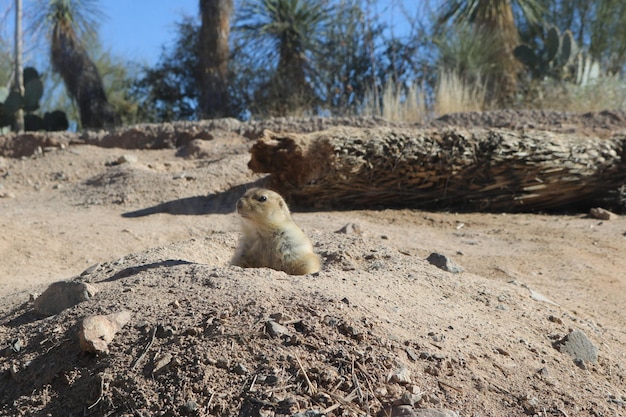 Retrato de una oveja sentada en el campo