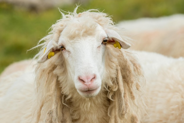 Retrato de oveja
