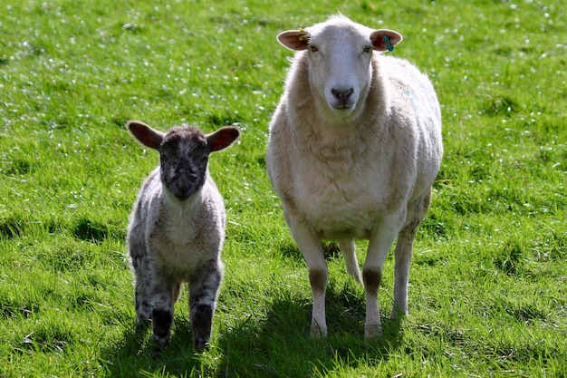 Foto retrato de ovejas en el campo