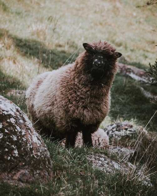 Retrato de ovejas en el campo