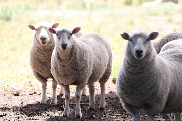 Retrato de ovejas en el campo