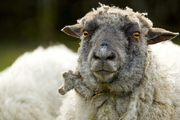 Retrato de ovejas ovejas sin esquilar en un campo de primavera ovejas mirando a la cámara agricultura concepto de pastoreo libre