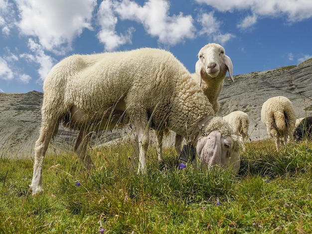 Retrato de ovejas en el panorama de fondo de las montañas dolomitas