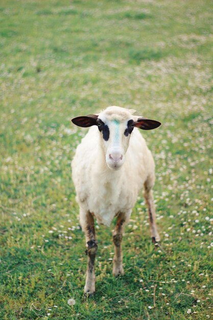 Retrato de ovejas de pie en el campo