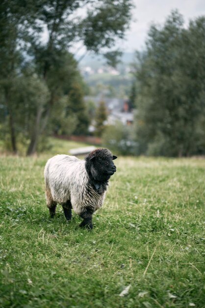 retrato, de, un, ovejas, posición, en, un, rebaño, corderos, granja