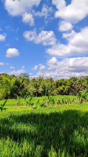un retrato del paisaje de un campo de arroz en Indonesia