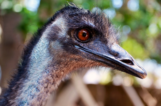 Retrato del pájaro australiano del Emu (Dromaius novaehollandiae). Vista de cerca de la cabeza y el cuello de un Emu. Concepto de naturaleza y vida silvestre.