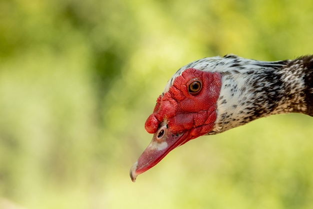 Retrato de pájaro de cerca