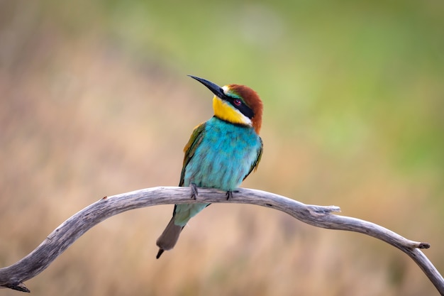 Retrato de un pájaro colorido