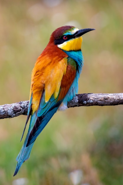 Retrato de un pájaro colorido