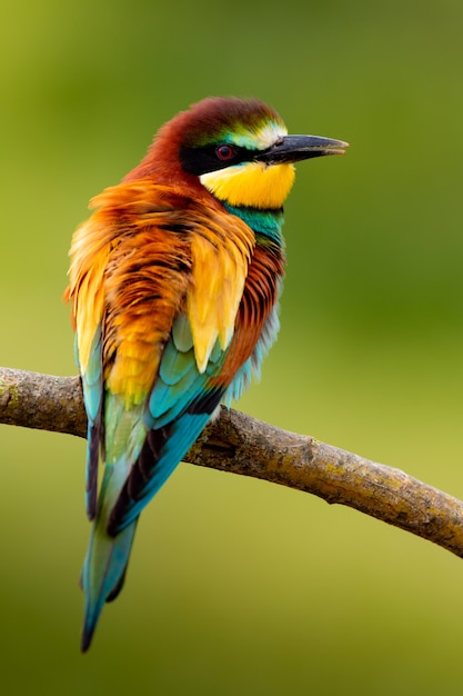 Retrato de un pájaro colorido