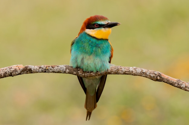 Retrato de un pájaro colorido