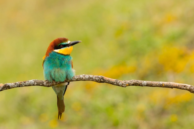 Retrato de un pájaro colorido