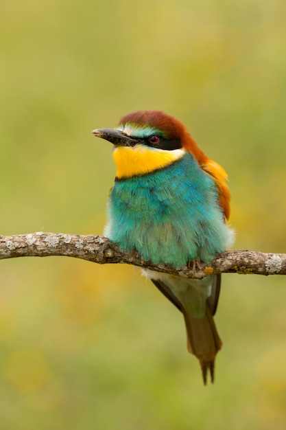 Retrato de un pájaro colorido