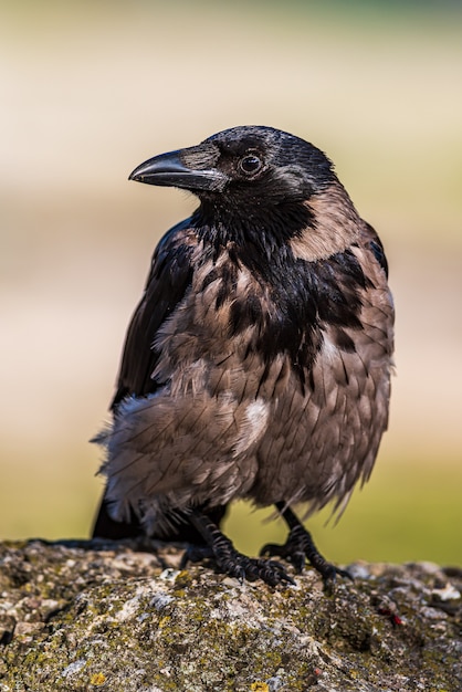 Retrato de pájaro cuervo