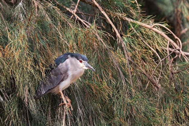 Retrato de pájaro Dorminhoco en ramas de árboles