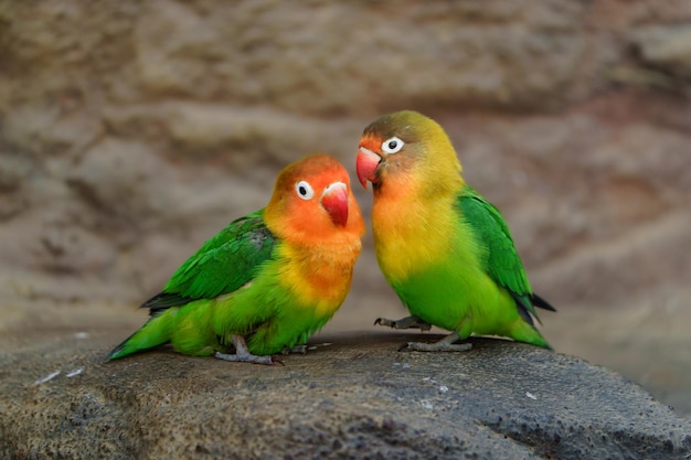 Retrato del pájaro enamorado de Fischer en el zoológico