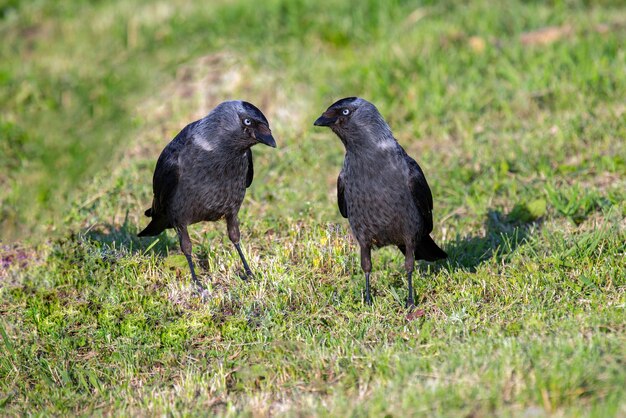 Retrato de un pájaro grajilla en la hierba verde