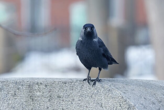 El retrato de un pájaro grajillas