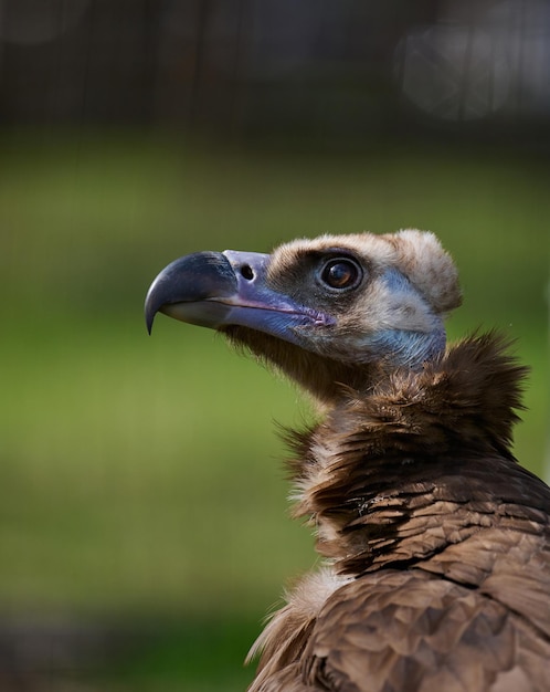 Retrato de un pájaro grifo negro en la naturaleza