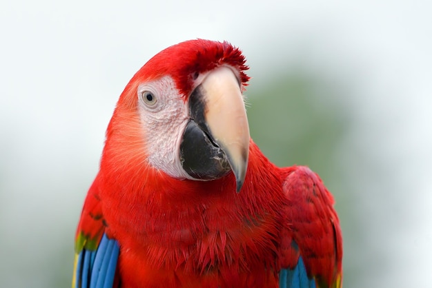 Retrato de un pájaro guacamayo loro con sus hermosas y coloridas plumas