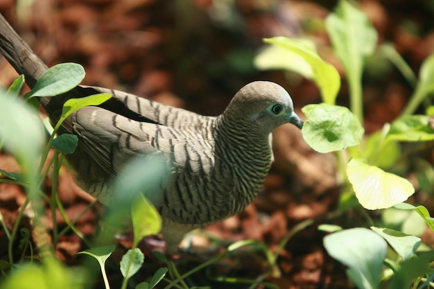 Retrato de pájaro en el jardín del parque al aire libre de cerca