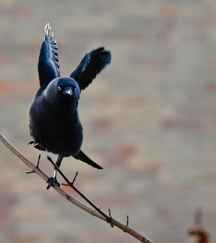Foto retrato de un pájaro negro posado en una rama