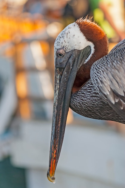 Foto retrato de pájaro pelícano