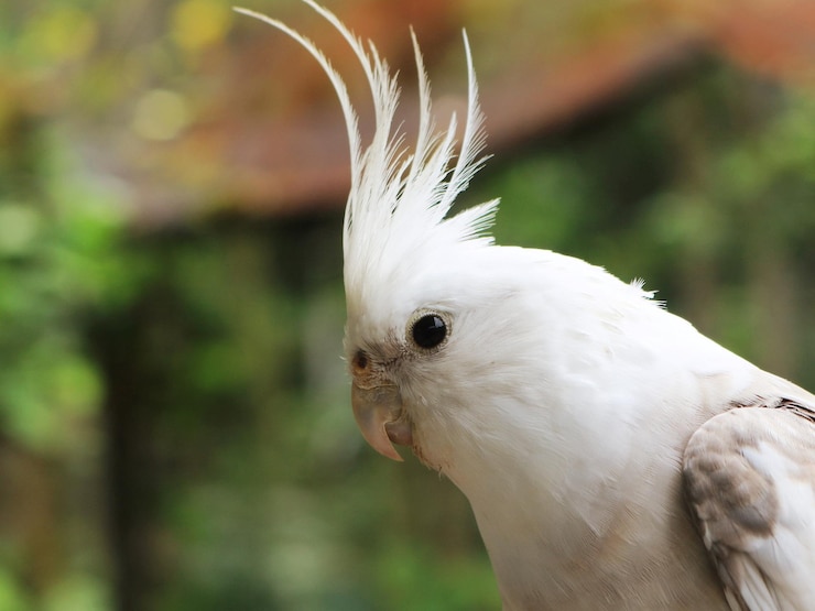 Foto retrato de un pájaro en primer plano