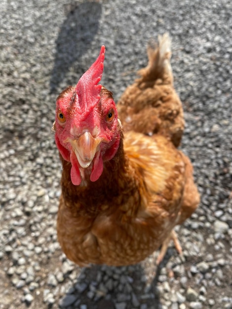 Foto retrato de un pájaro en primer plano