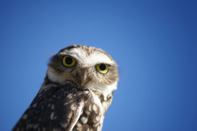 Retrato de un pájaro en primer plano